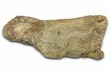 Dinosaur (Triceratops) Frill Shield Section - Montana #338961-1